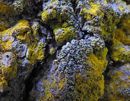 Attēlu rezultāti vaicājumam “Cliostomum corrugatum”