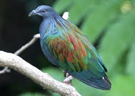 Attēlu rezultāti vaicājumam “Columbiformes”