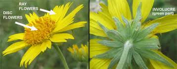 Attēlu rezultāti vaicājumam “Asteraceae”