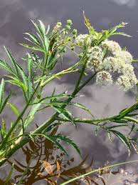 Attēlu rezultāti vaicājumam “Cicuta virosa”