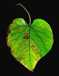 Attēlu rezultāti vaicājumam “Aristolochia durior leaf”