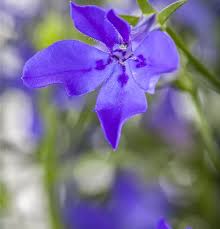 Image result for Männertreu