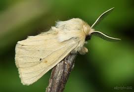 Attēlu rezultāti vaicājumam “Spilosoma lutea imago”