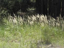 Attēlu rezultāti vaicājumam “Calamagrostis epigeios”