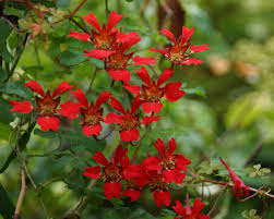 Image result for Ildblomkarse