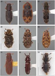 Attēlu rezultāti vaicājumam “Zopheridae”