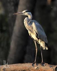 Attēlu rezultāti vaicājumam “Ardea cinerea”