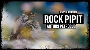 Image result for Anthus petrosus