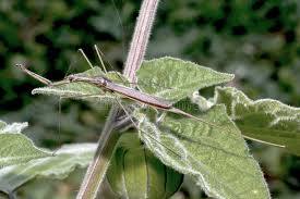 Attēlu rezultāti vaicājumam “Ranatra linearis”