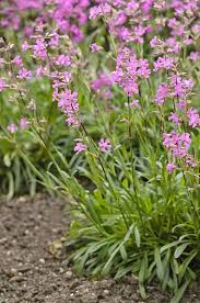 Attēlu rezultāti vaicājumam “Silene viscaria fruit”