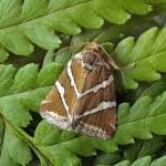 Attēlu rezultāti vaicājumam “Deltote bankiana”