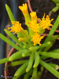 Attēlu rezultāti vaicājumam “Senecio”