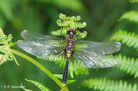 Attēlu rezultāti vaicājumam “Leucorrhinia caudalis”