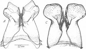 Attēlu rezultāti vaicājumam “Heptagenia sulphurea female”