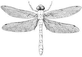 Attēlu rezultāti vaicājumam “Odonata”