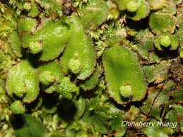 Attēlu rezultāti vaicājumam “Reboulia hemisphaerica”