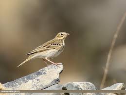 Attēlu rezultāti vaicājumam “Anthus trivialis”