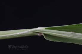 Attēlu rezultāti vaicājumam “Setaria viridis leaf”