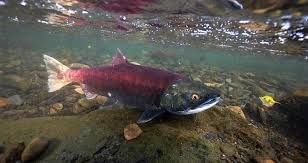 Image result for Oncorhynchus nerka