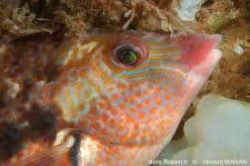 Image result for Symphodus bailloni