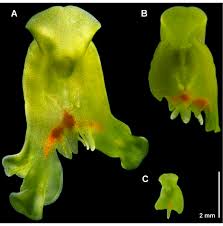 Attēlu rezultāti vaicājumam “Tubifera applanata macro”