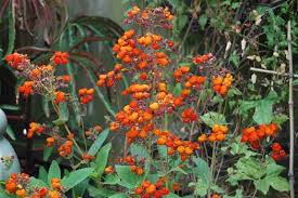 Image result for Calceolaria integrifolia