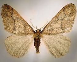 Attēlu rezultāti vaicājumam “Erannis defoliaria”