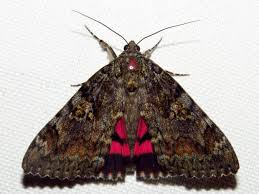 Attēlu rezultāti vaicājumam “Catocala sponsa”