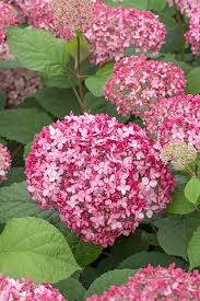Attēlu rezultāti vaicājumam “Hydrangea arborescens subsp. discolor”
