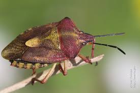 Attēlu rezultāti vaicājumam “Carpocoris purpureipennis”