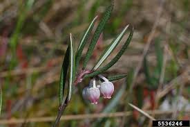 Attēlu rezultāti vaicājumam “Andromeda polifolia bud”