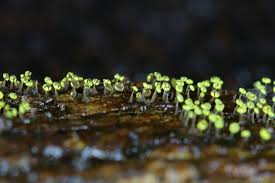 Attēlu rezultāti vaicājumam “Physarum daamsii spores”