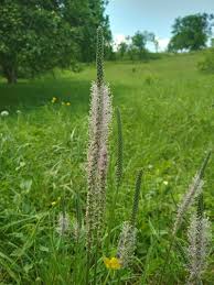Attēlu rezultāti vaicājumam “Plantago media flower”