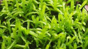 Attēlu rezultāti vaicājumam “Pseudoscleropodium purum”