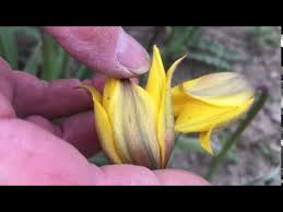 Attēlu rezultāti vaicājumam “Tulipa sylvestris”