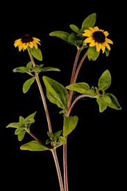 Image result for Sanvitalia procumbens
