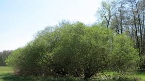 Attēlu rezultāti vaicājumam “Salix purpurea”