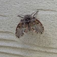 Attēlu rezultāti vaicājumam “Psychodidae”