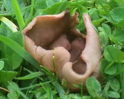 Attēlu rezultāti vaicājumam “Disciotis venosa”