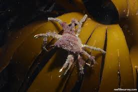 Image result for Hyas araneus