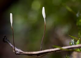 Attēlu rezultāti vaicājumam “Typhula erythropus”