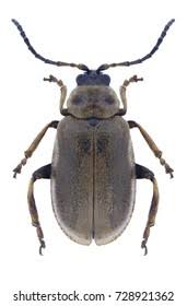 Attēlu rezultāti vaicājumam “Lochmaea caprea”