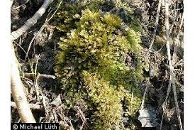 Attēlu rezultāti vaicājumam “Fissidens taxifolius”