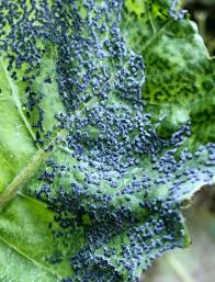 Attēlu rezultāti vaicājumam “Physarum pseudoalexandrowiczii macro”