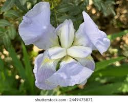 Attēlu rezultāti vaicājumam “Iridaceae”