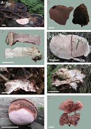 Attēlu rezultāti vaicājumam “Fomitopsis rosea”
