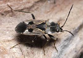 Image result for Rhyparochromus