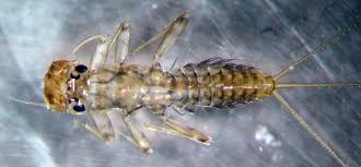 Attēlu rezultāti vaicājumam “Lophozia laxa macro”