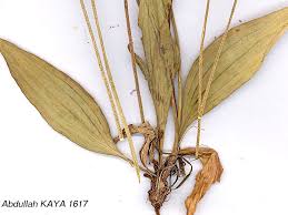 Attēlu rezultāti vaicājumam “Plantago media”