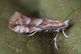 Attēlu rezultāti vaicājumam “Phyllonorycter nicellii”